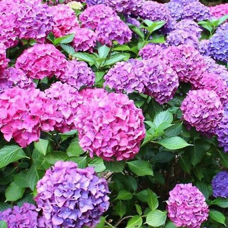 La Casita de las Hortensias Ortigosa del Monte Exterior foto